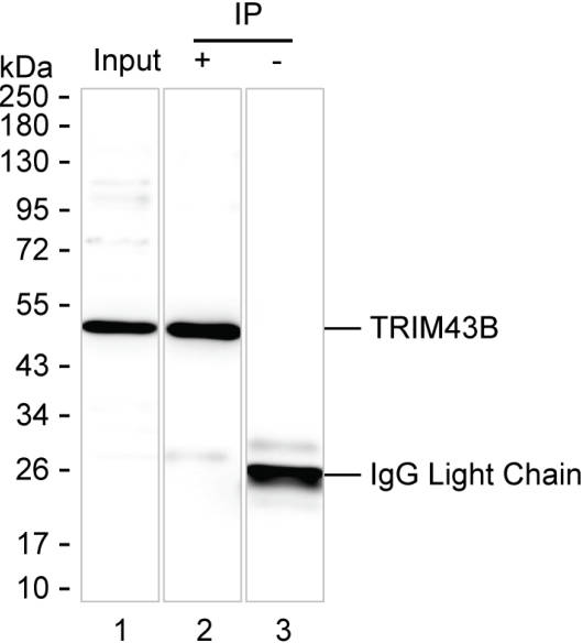 TRIM43B
