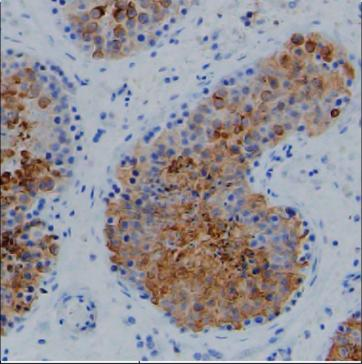 Mouse Monoclonal Antibody to α-Tubulin