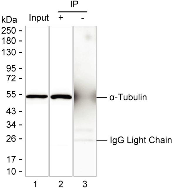 Mouse Monoclonal Antibody to α-Tubulin