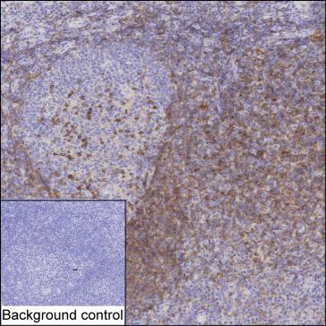 Mouse Monoclonal Antibody to BTLA
