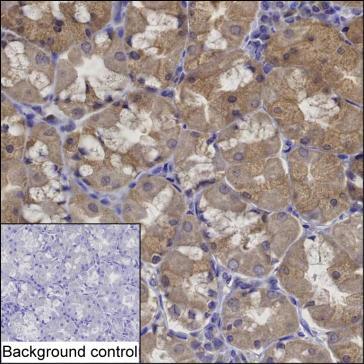 Mouse Monoclonal Antibody to LAYN