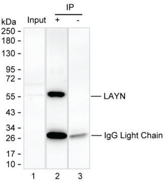 Mouse Monoclonal Antibody to LAYN