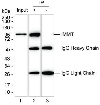 Mouse Monoclonal Antibody to IMMT