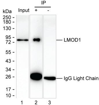 Mouse Monoclonal Antibody to LMOD1