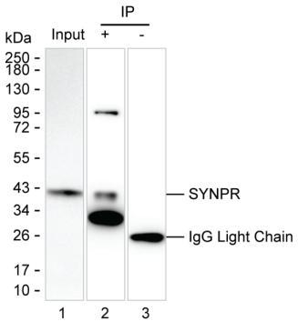 Mouse Monoclonal Antibody to SYNPR