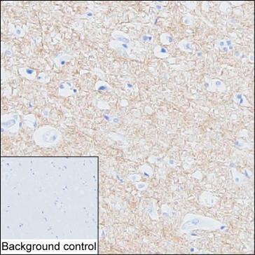 Mouse Monoclonal Antibody to VAMP1