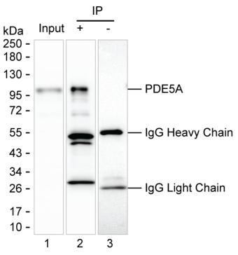 Mouse Monoclonal Antibody to PDE5A