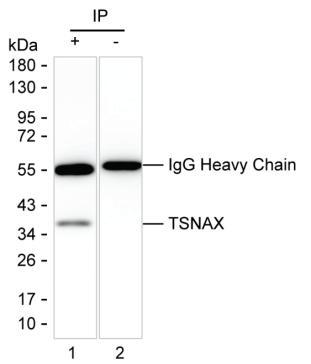 Mouse Monoclonal Antibody to TSNAX