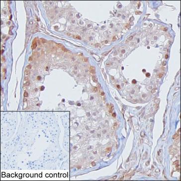 Mouse Monoclonal Antibody to TSNAX