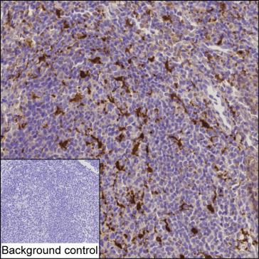 Mouse Monoclonal Antibody to IL18