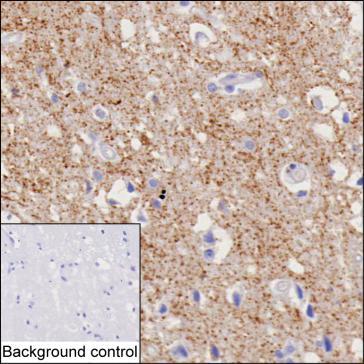 Mouse Monoclonal Antibody to SLC32A1