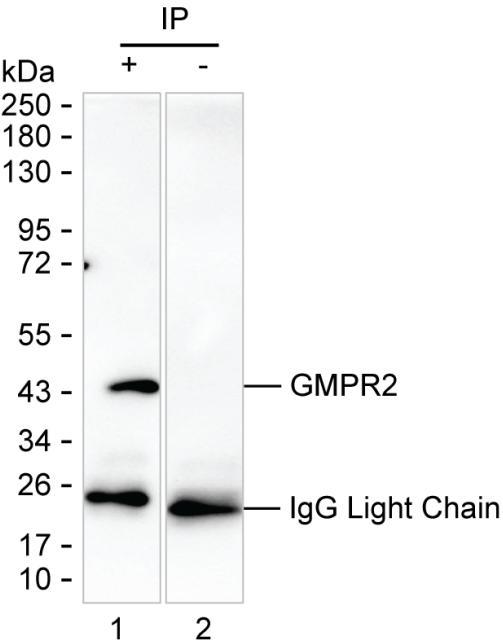 Mouse Monoclonal Antibody to GMPR2