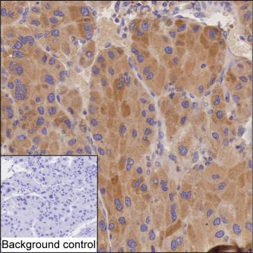 Mouse Monoclonal Antibody to FETUB