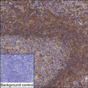 Mouse Monoclonal Antibody to TRIM21