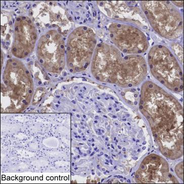 Mouse Monoclonal Antibody to DDAH1