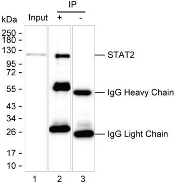 Mouse Monoclonal Antibody to STAT2