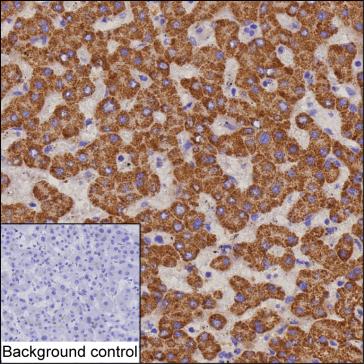 Mouse Monoclonal Antibody to ECI2