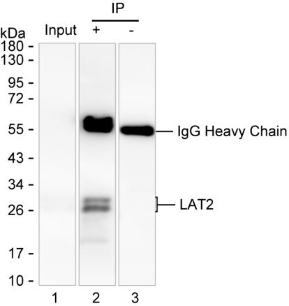 Mouse Monoclonal Antibody to LAT2