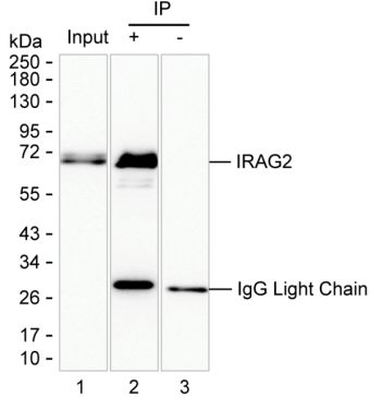 Mouse Monoclonal Antibody to IRAG2
