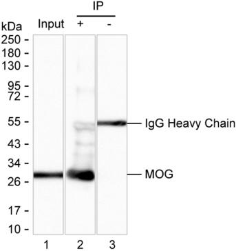 MOG