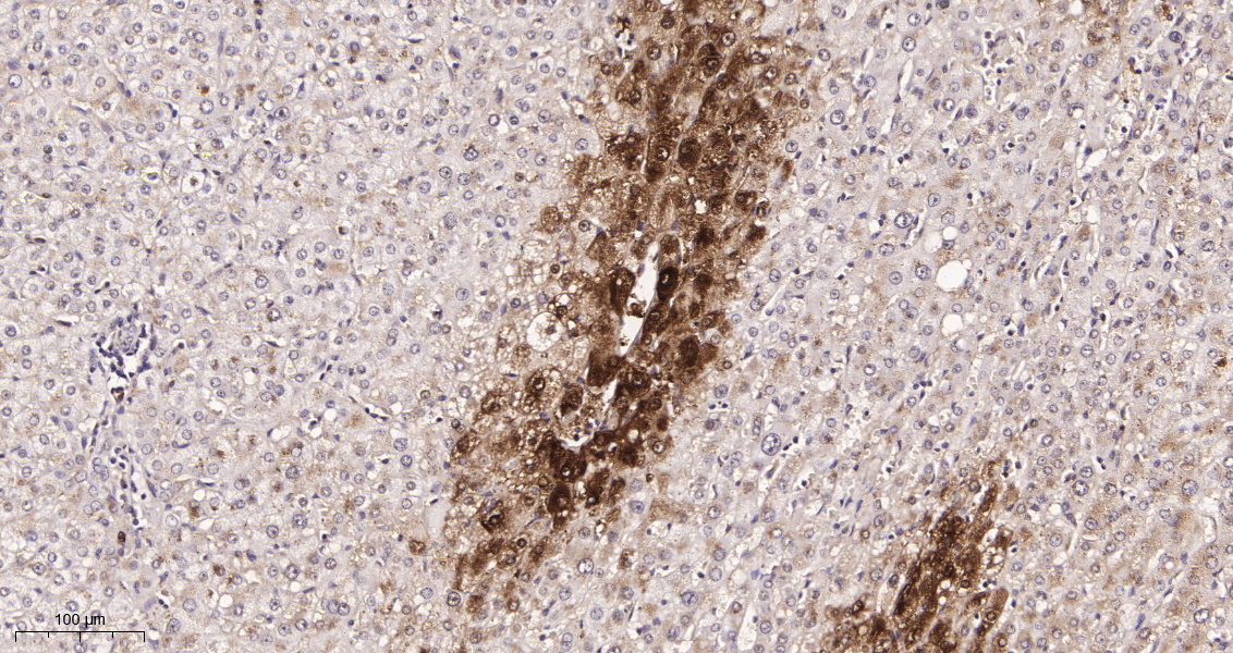 Rabbit Monoclonal Antibody to Glutamine Synthetase