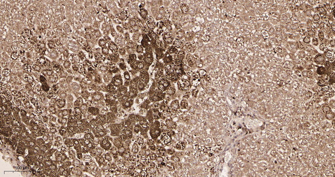 Rabbit Monoclonal Antibody to Glutamine Synthetase