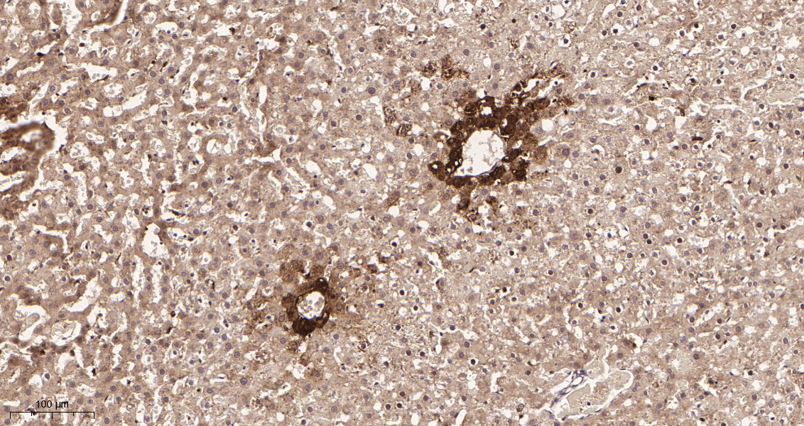 Rabbit Monoclonal Antibody to Glutamine Synthetase