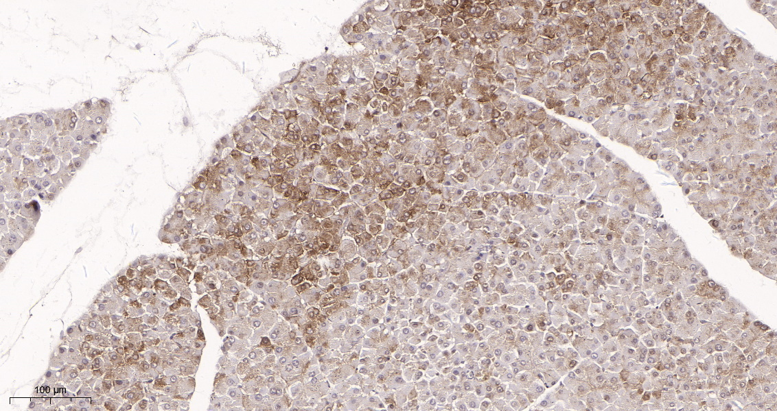 Rabbit Monoclonal Antibody to FOXO3A (Phospho Ser253)