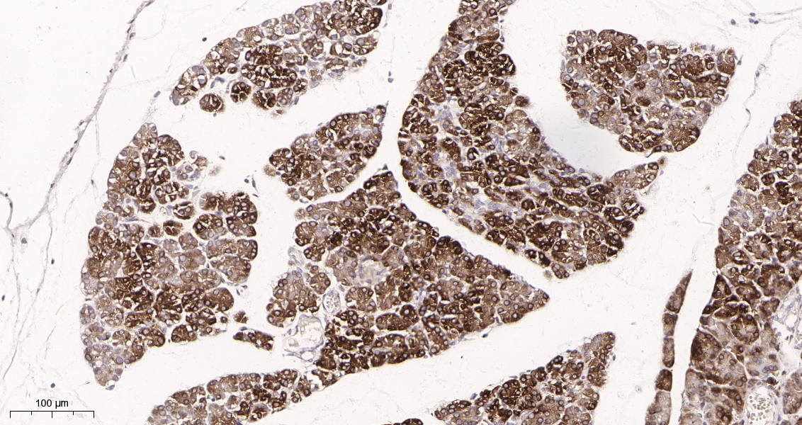 Rabbit Monoclonal Antibody to FOXO3A (Phospho Ser253)