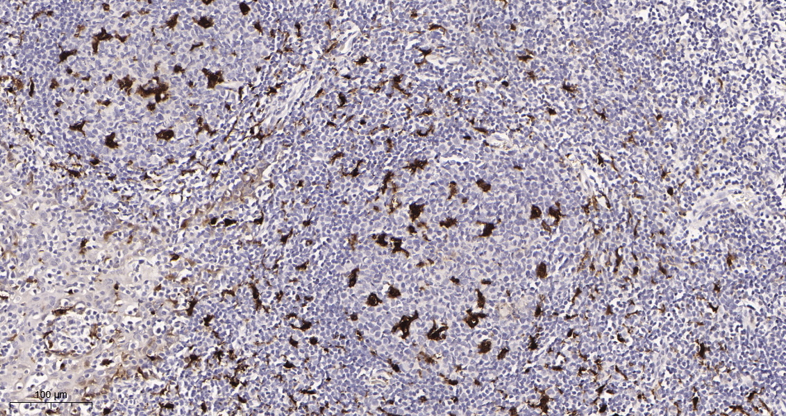 Rabbit Monoclonal Antibody to IL18