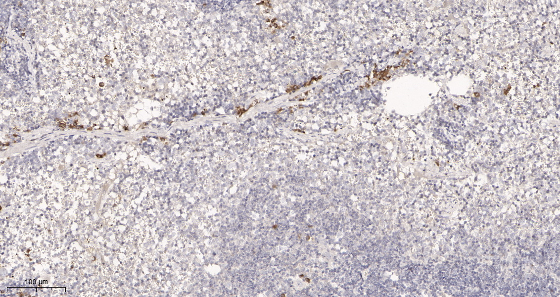 Rabbit Monoclonal Antibody to IL18