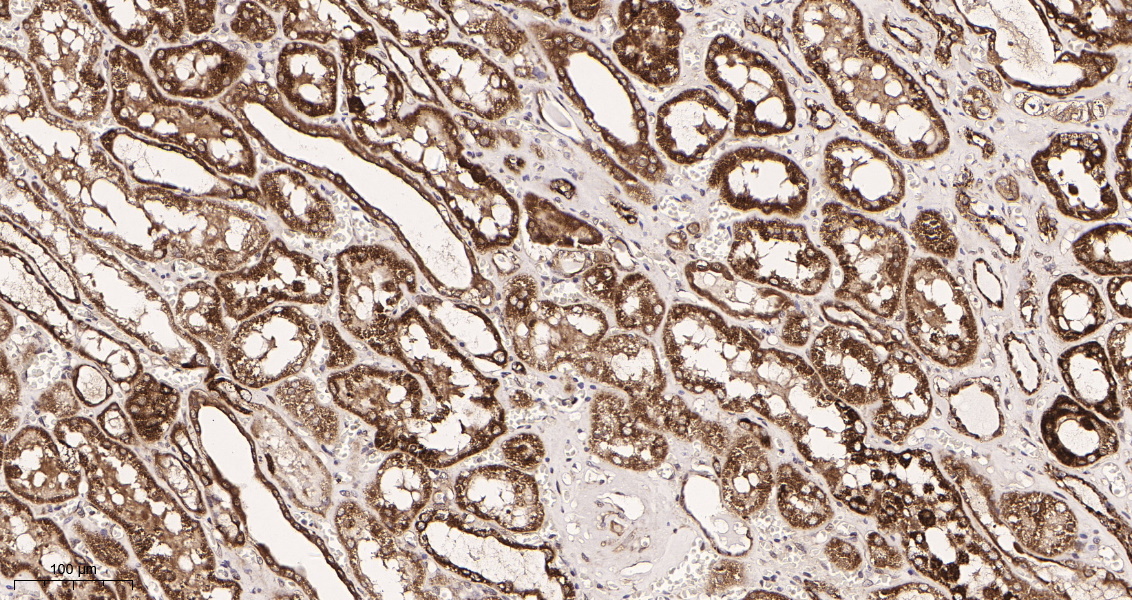 Rabbit Monoclonal Antibody to Bad