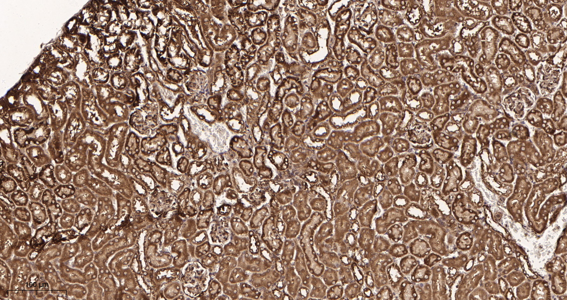 Rabbit Monoclonal Antibody to Bad