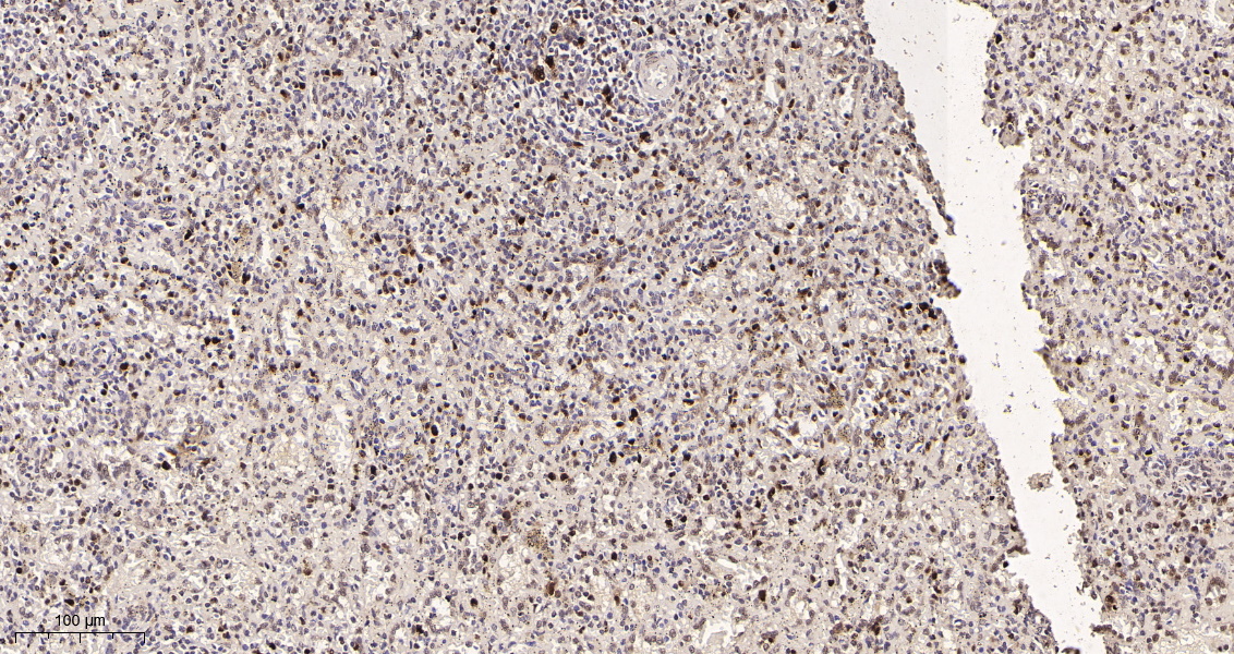 Rabbit Monoclonal Antibody to PCNA