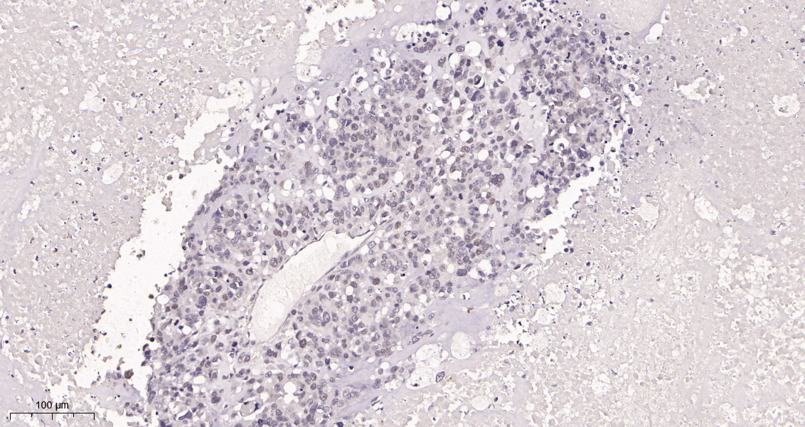 Rabbit Monoclonal Antibody to c-Myc
