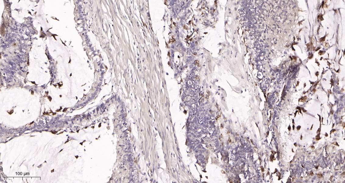 Rabbit Monoclonal Antibody to Bcl-XL