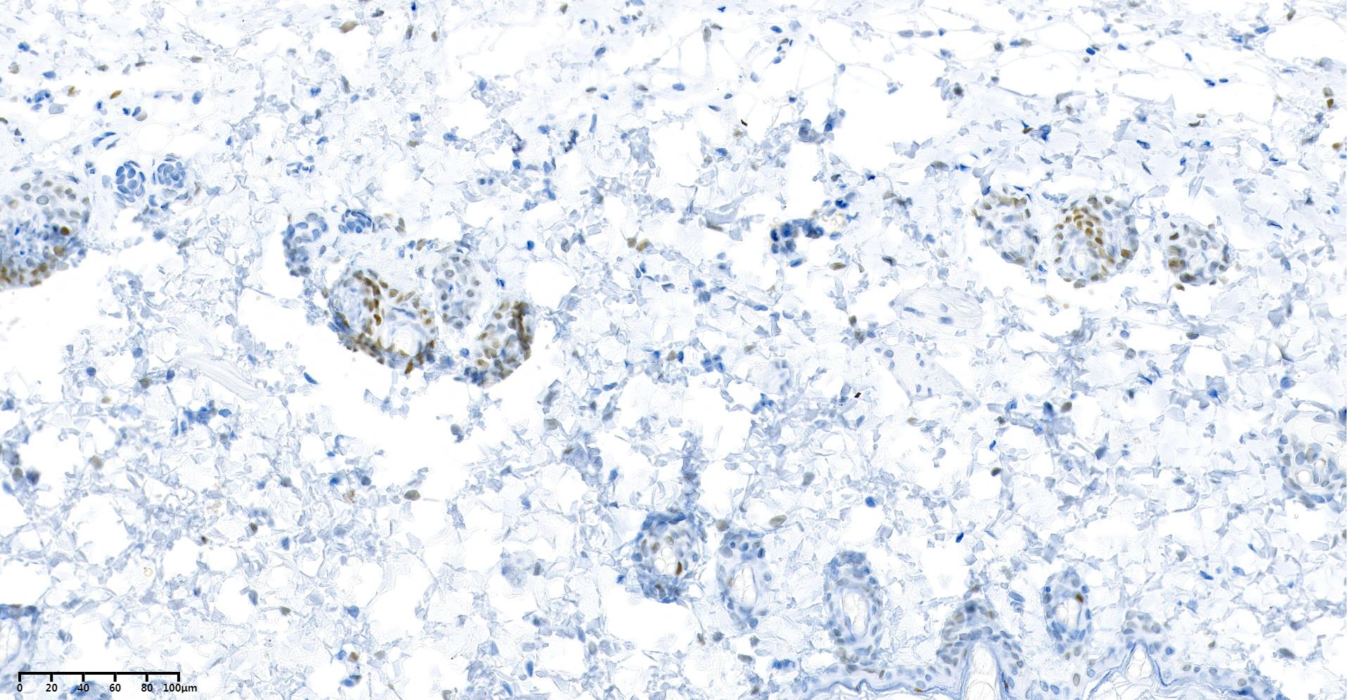 Rabbit Monoclonal Antibody to c-Jun