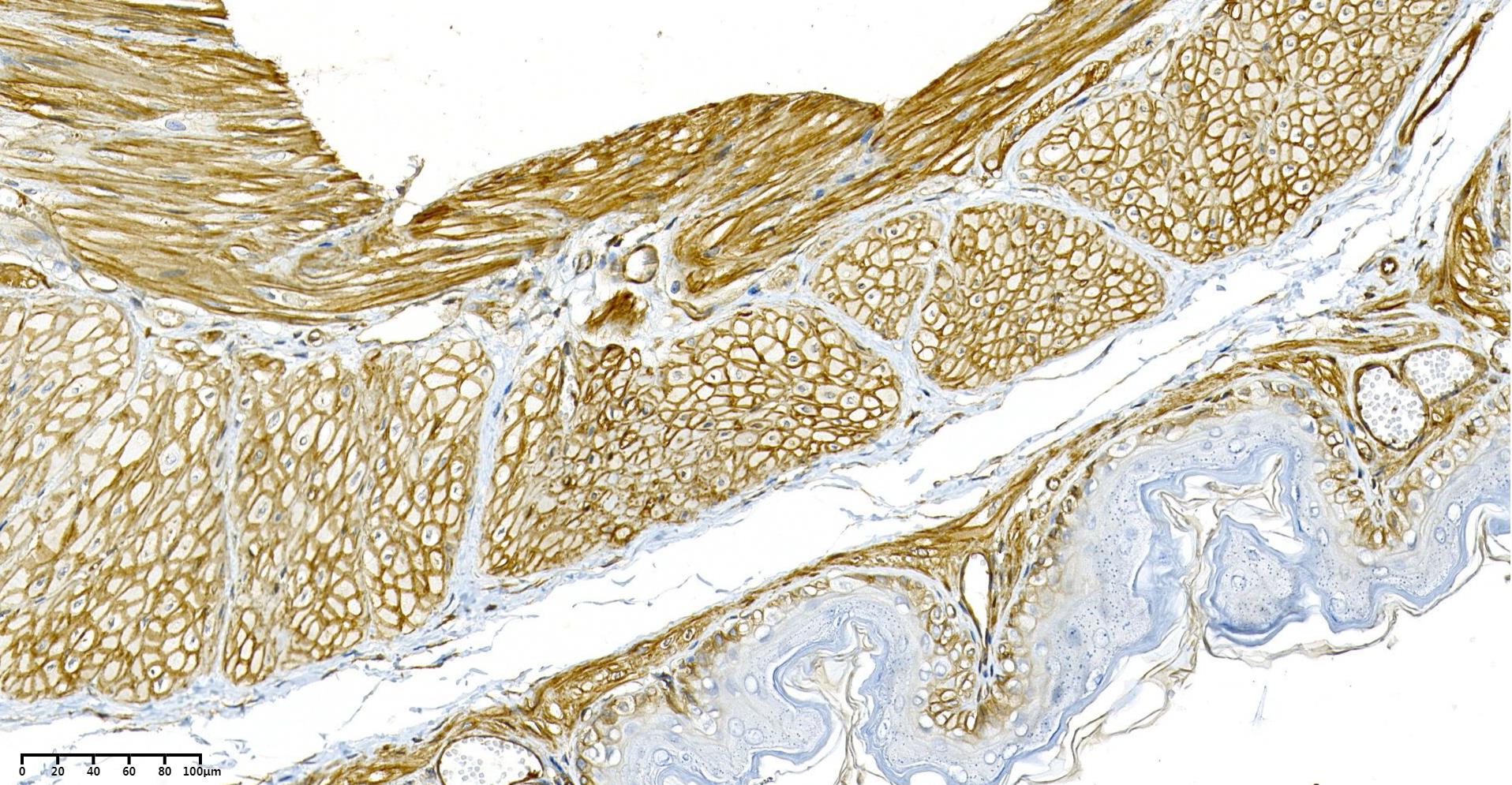 Rabbit Monoclonal Antibody to Integrin β1