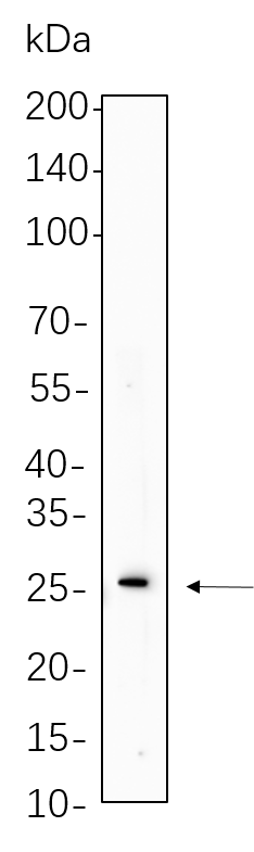 Cleaved PARP1