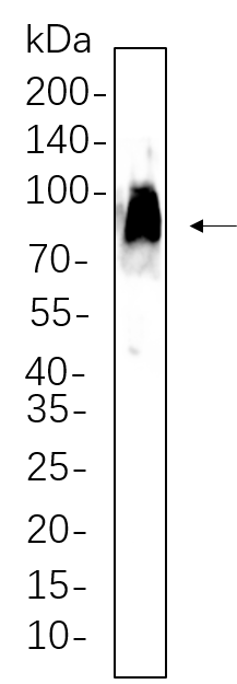 CD86