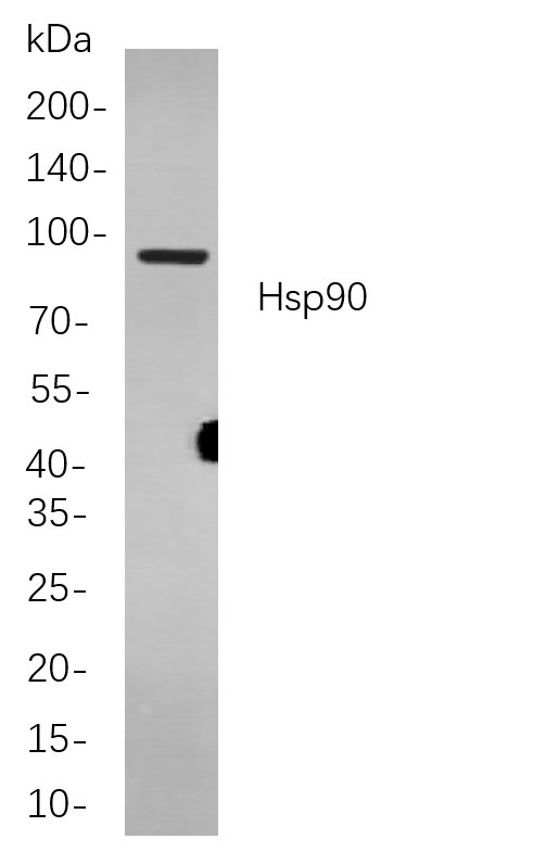 Hsp90
