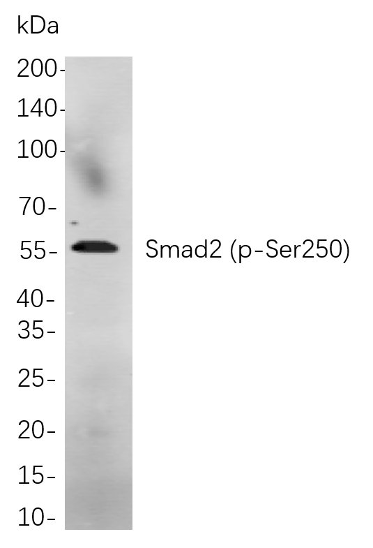 Smad2 (Phospho Ser250)