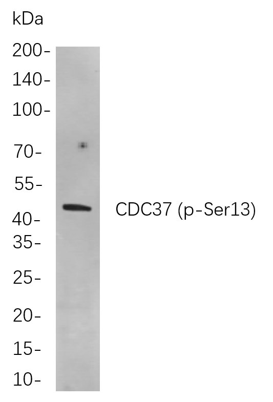 CDC37 (Phospho Ser13)