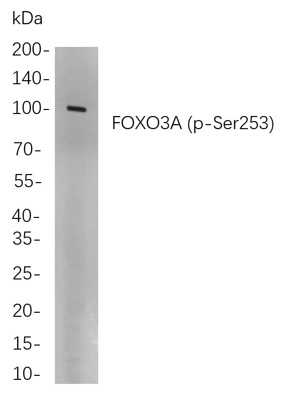 FOXO3A (Phospho Ser253)