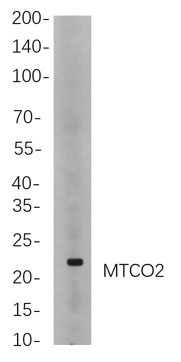 MTCO2