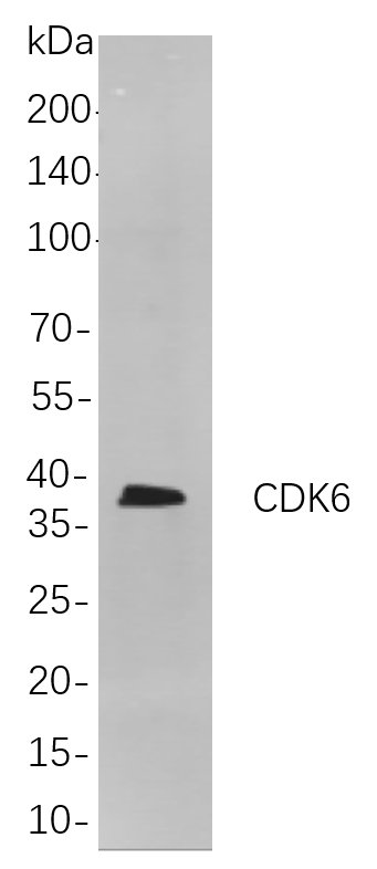 CDK6 (PT0069R)