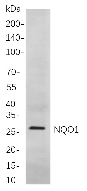 NQO1