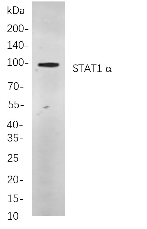 STAT1 α