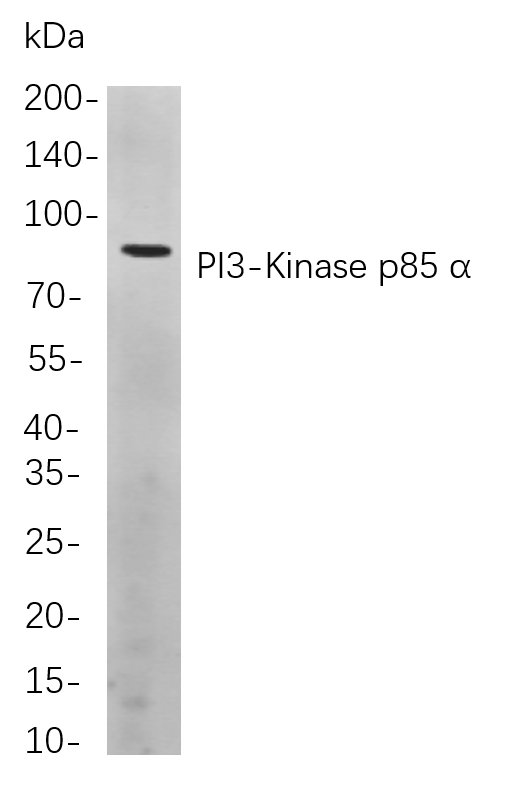 PI3-Kinase p85 α
