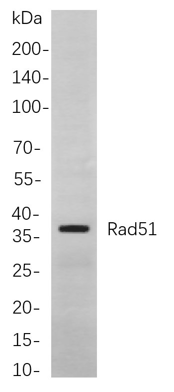 Rad51